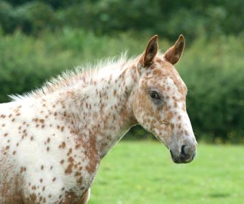 Foal Picture