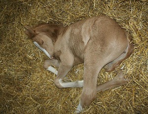 foal laid down picture