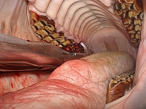 Picture of horse mouth with extraction forceps